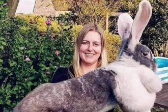 flemish giant rabbit for sale