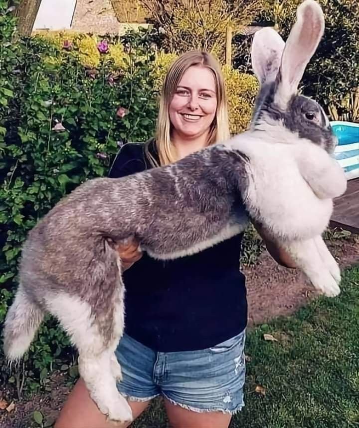flemish giant rabbit for sale