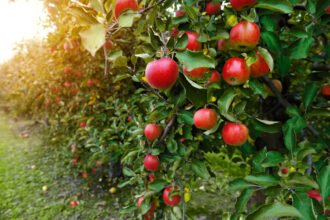 Advice From a UK Orchard Specialist