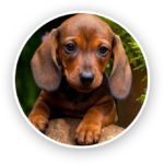 mini dachshund puppies for sale