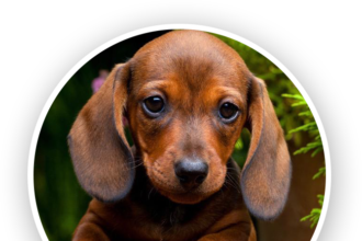 mini dachshund puppies for sale