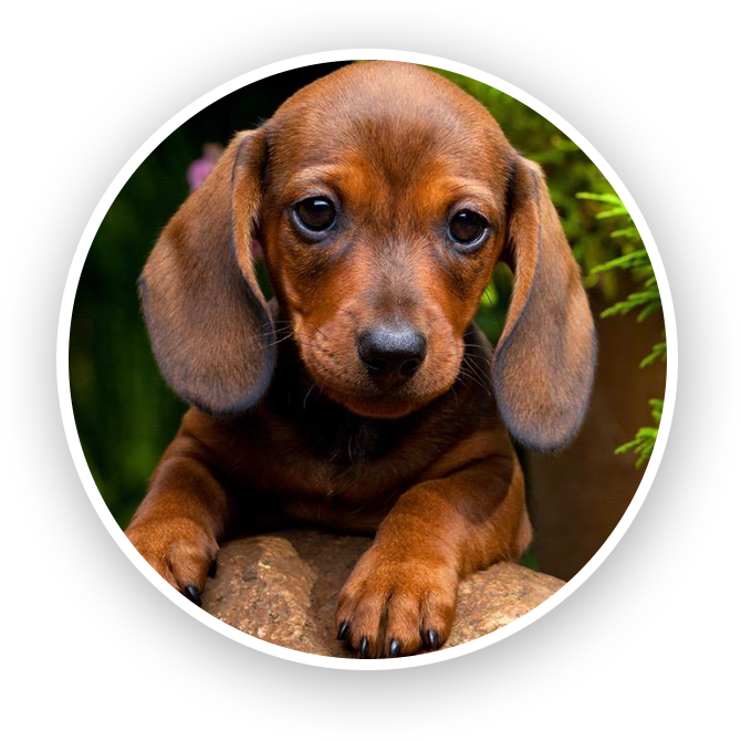 mini dachshund puppies for sale
