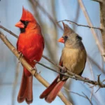 Adopt a Cardinal