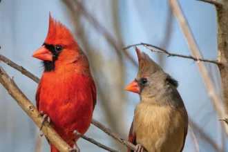 Adopt a Cardinal