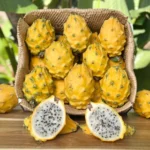 pitaya yellow dragon fruit