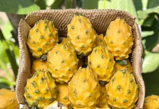 pitaya yellow dragon fruit