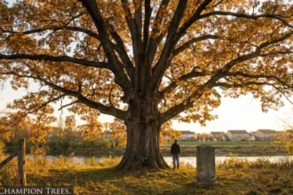 ohio champion trees lewis center ohio