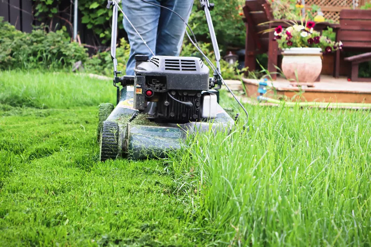 should you cut wet grass