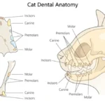 feline dental chart
