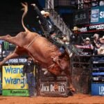 Bushwacker Bull