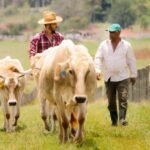 Mexican Cattle