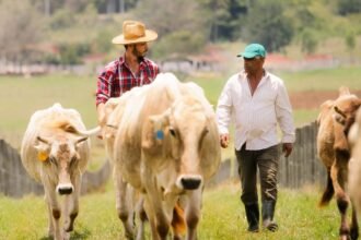 Mexican Cattle