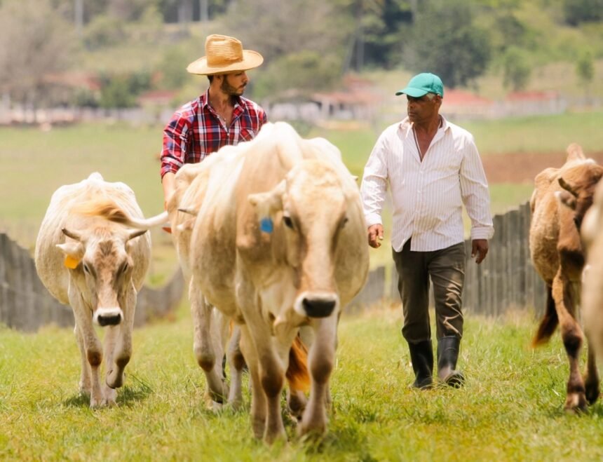 Mexican Cattle