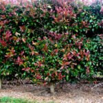 Lilly Pilly Syzygium