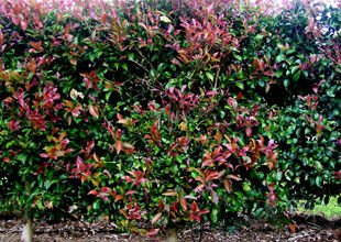 Lilly Pilly Syzygium