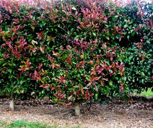 Lilly Pilly Syzygium