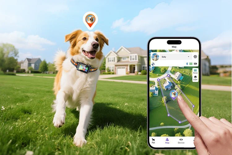 Keep Your Dog Safe with Real-Time GPS Location Tracking