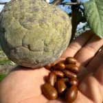 Ilama Seed Benefits