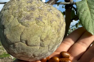 Ilama Seed Benefits