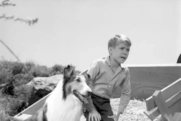 Jon Provost Net Worth