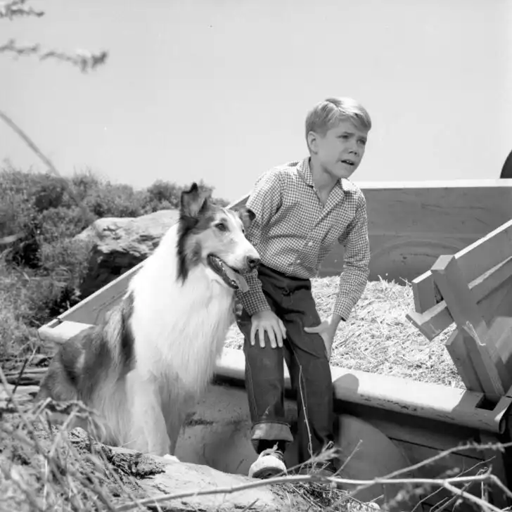 Jon Provost Net Worth