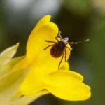 Symbolism of Ticks