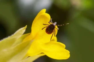 Symbolism of Ticks