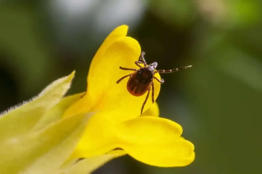 Symbolism of Ticks