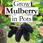 Mulberry Tree Seeds