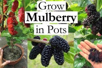 Mulberry Tree Seeds