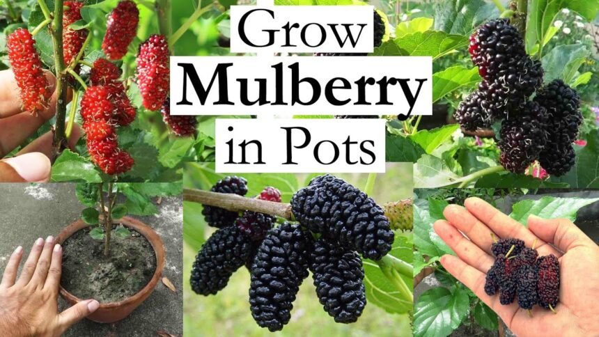 Mulberry Tree Seeds