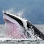 Whaleness