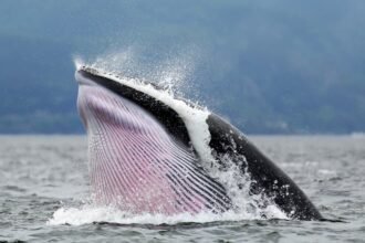 Whaleness