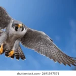 Flick Falcon