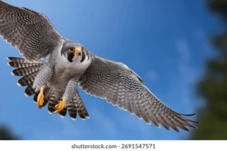 Flick Falcon