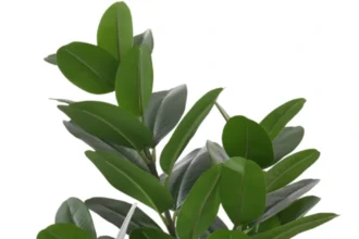 monarch green inc