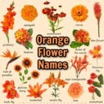 flowers with orange