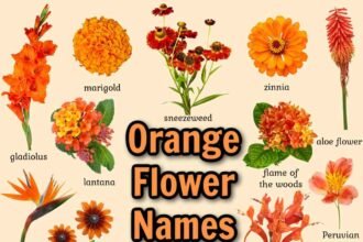 flowers with orange