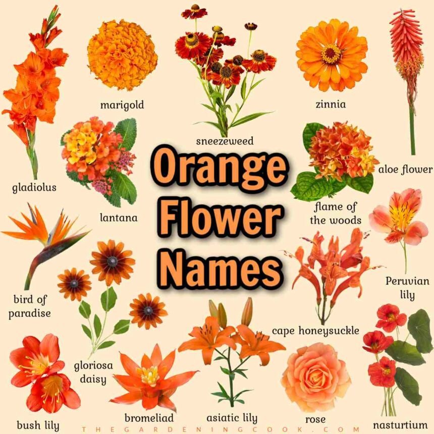 flowers with orange