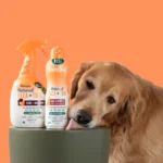 Regular, Medicated, or Flea Shampoo? How to Choose the Right Type for Your Dog