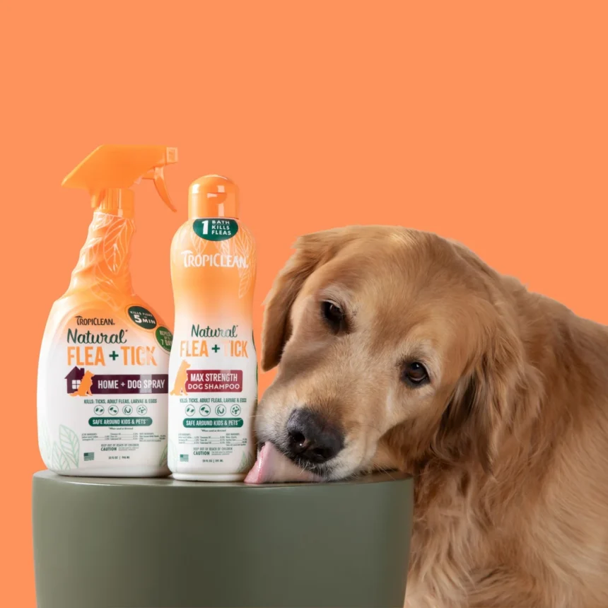 Regular, Medicated, or Flea Shampoo? How to Choose the Right Type for Your Dog